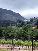 vineyards of cape town south africa wines